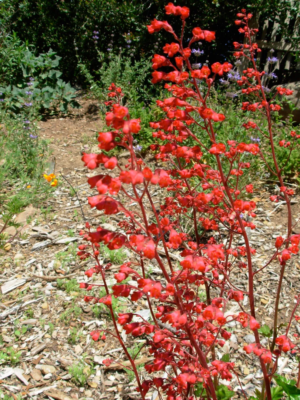 Heuchera sp.