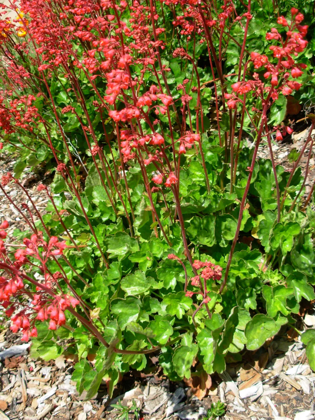 Heuchera sp.