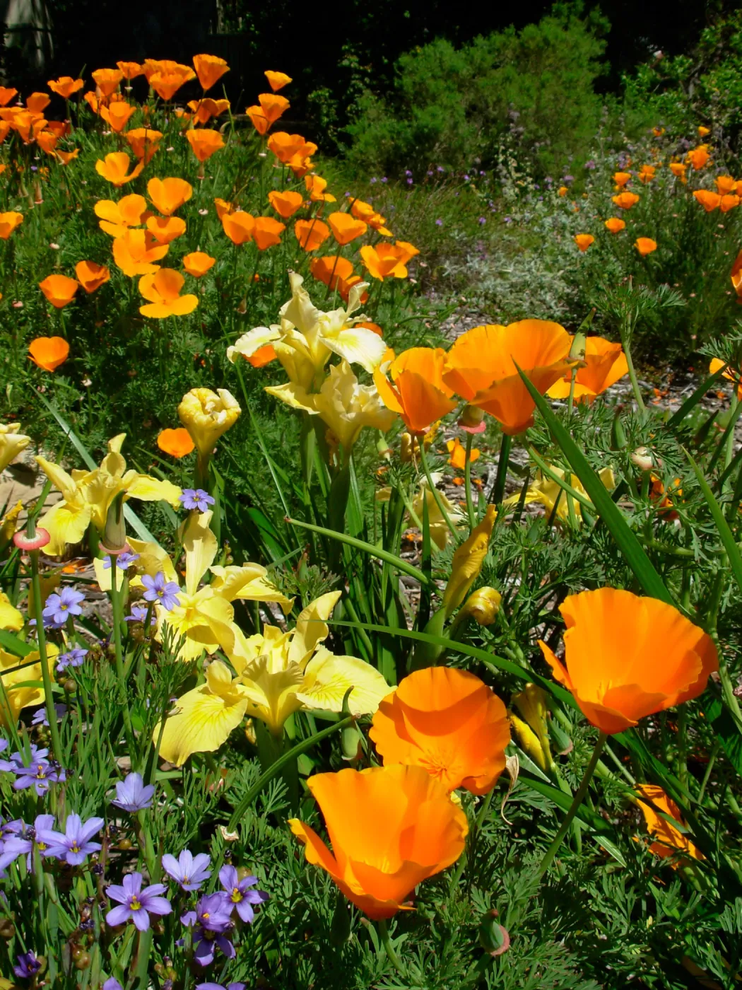 wildflower medley, Meadow