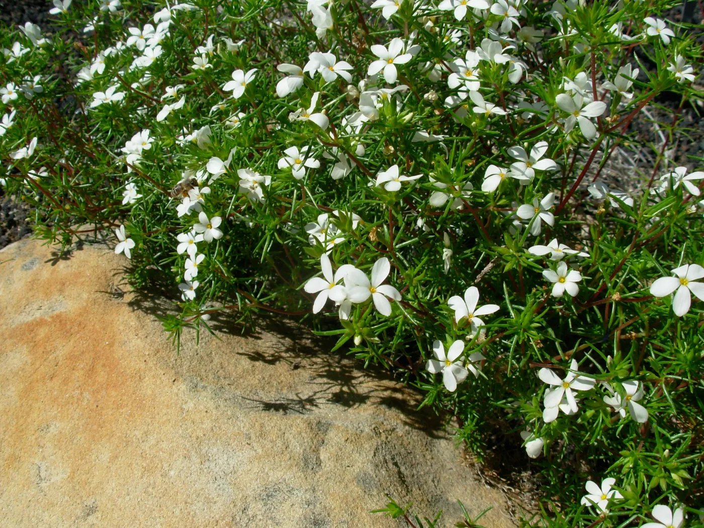 Linanthus floribundus