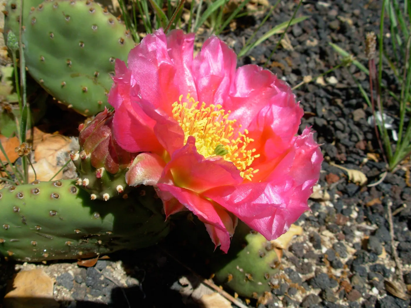 Opuntia basilaris