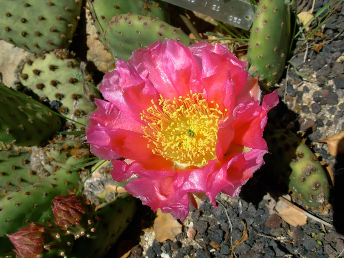 Opuntia basilaris