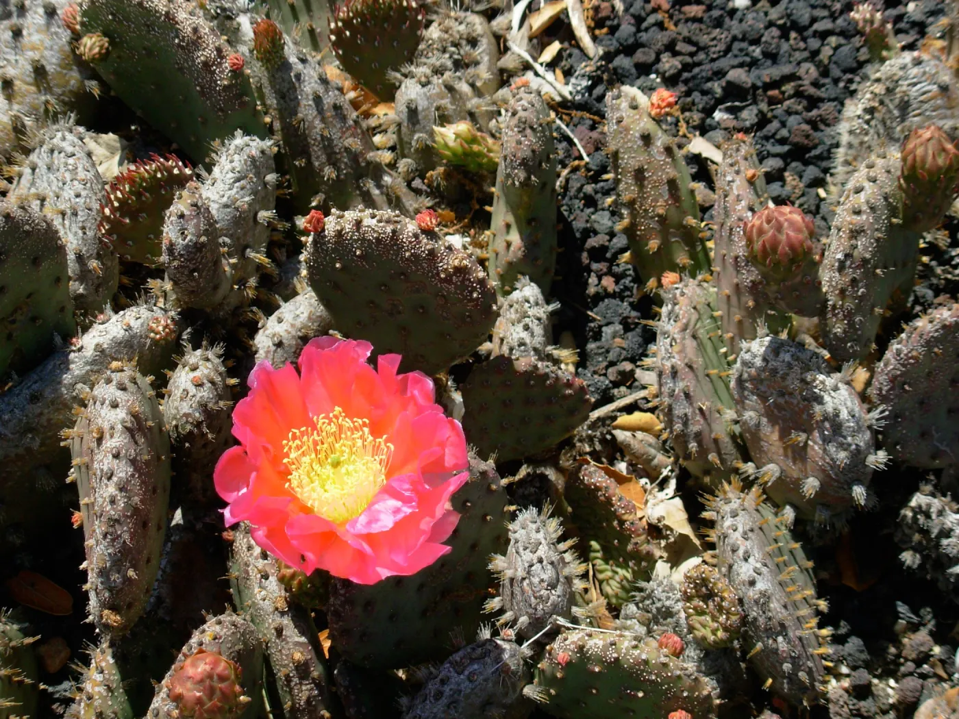 Opuntia basilaris