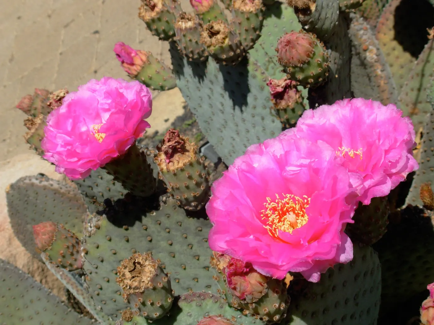 Opuntia basilaris