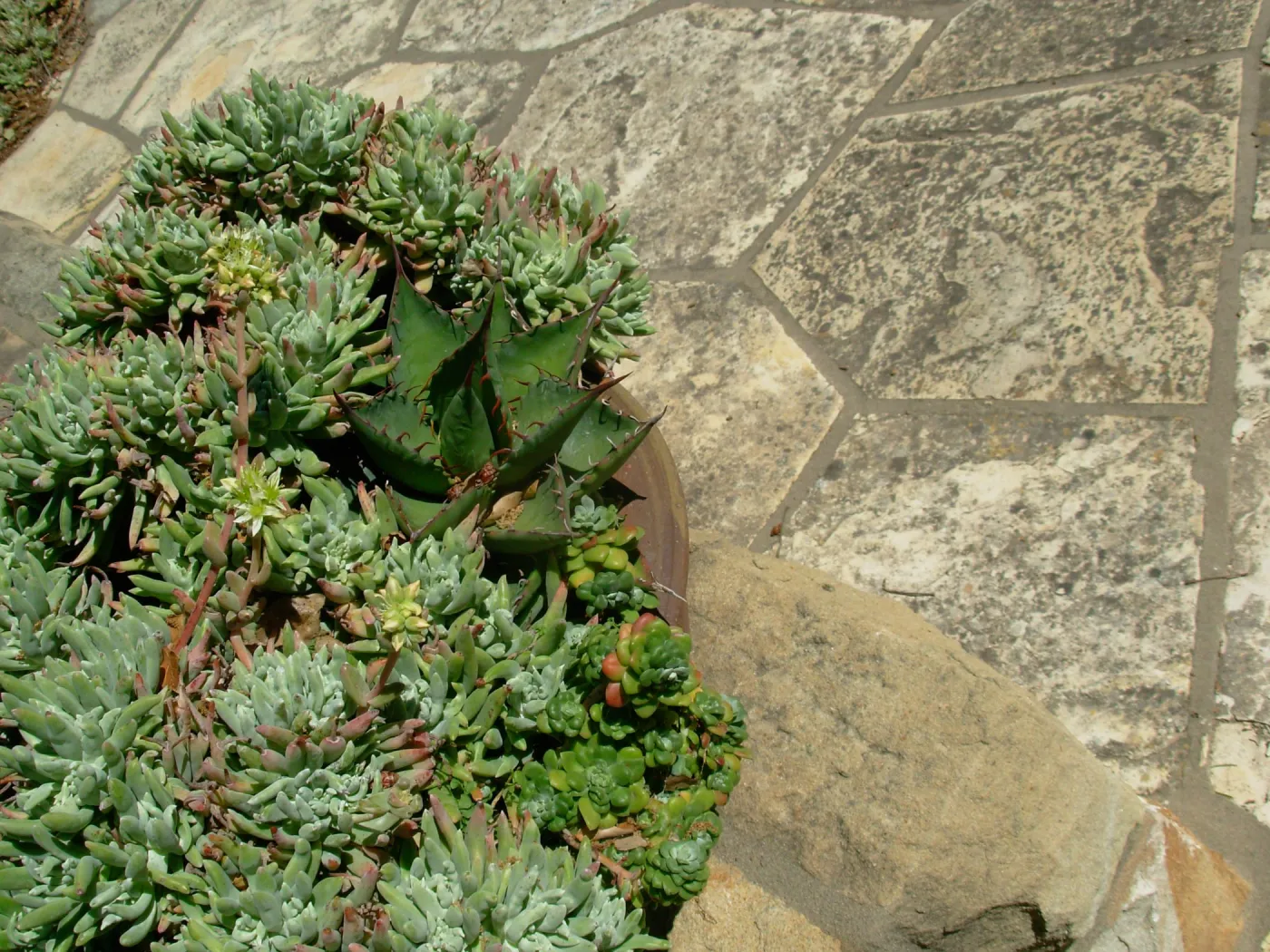 Succulent Garden Pot, Home Demonstration Garden, SBBG