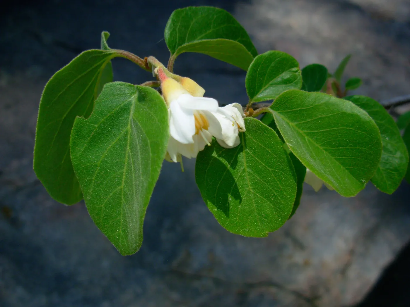Styrax officinalis, Arroyo Section, SBBG