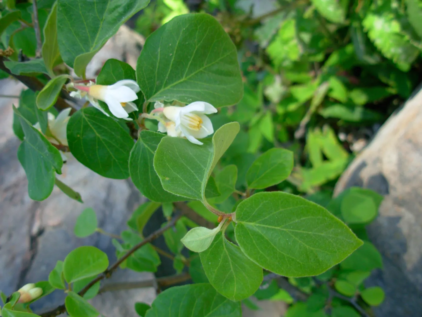 Styrax officinalis, Arroyo Section, SBBG