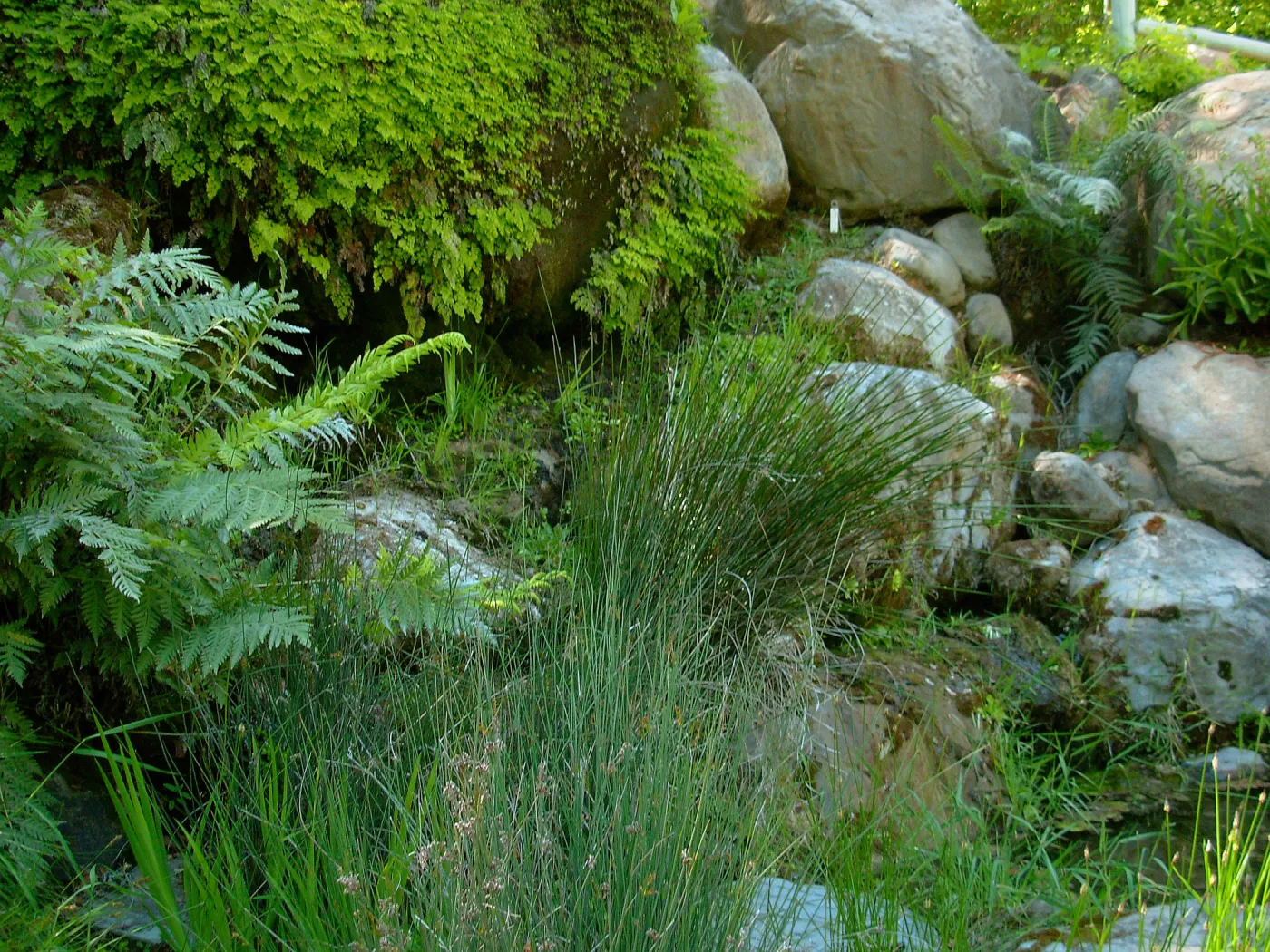 The Seep, Discovery Garden, SBBG