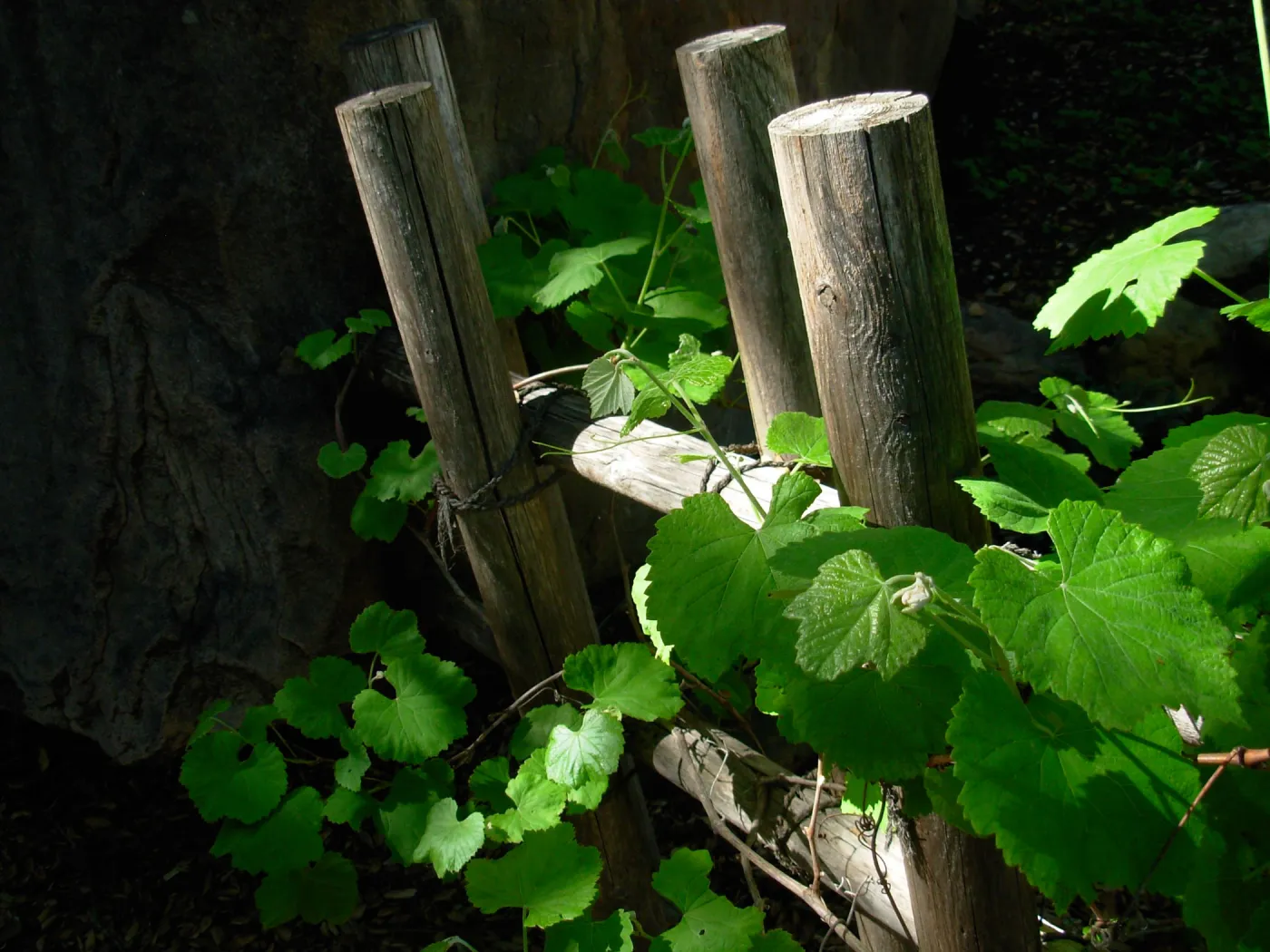 Vitis 'Roger's Red' Japanese Tea Garden, SBBG