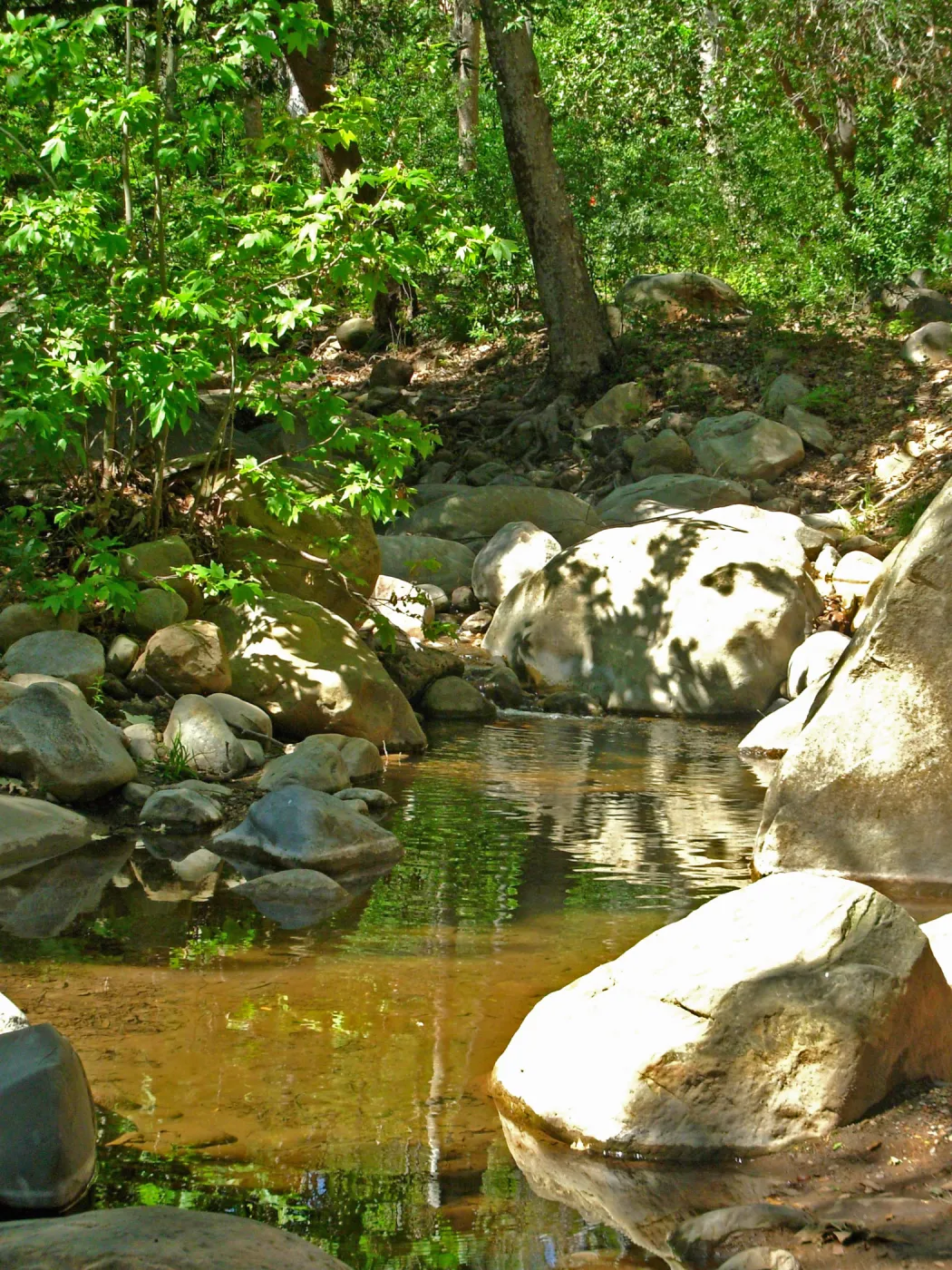 Platanus racemosa, Creek, SBBG