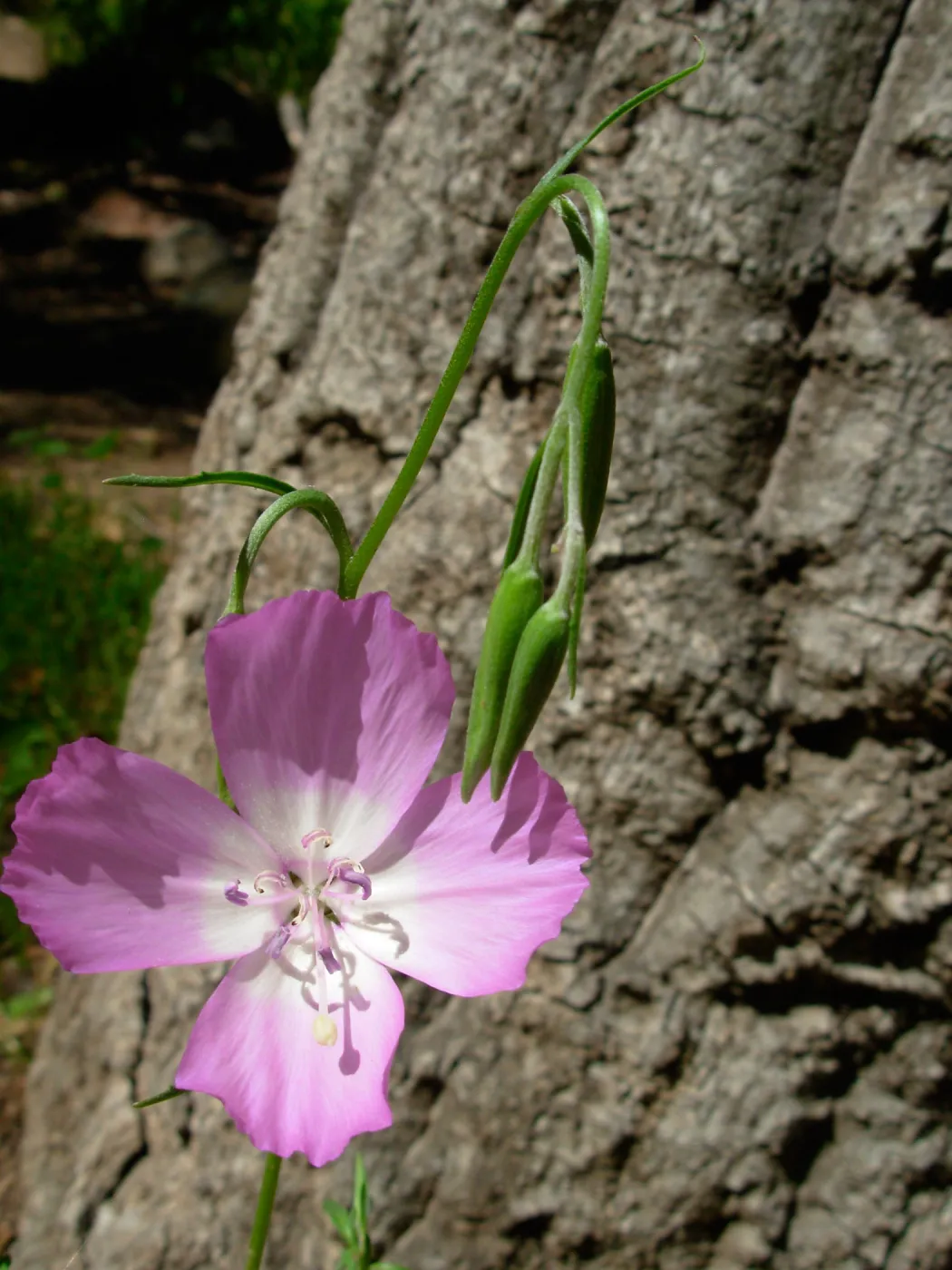 Clarkia bottae, SBBG
