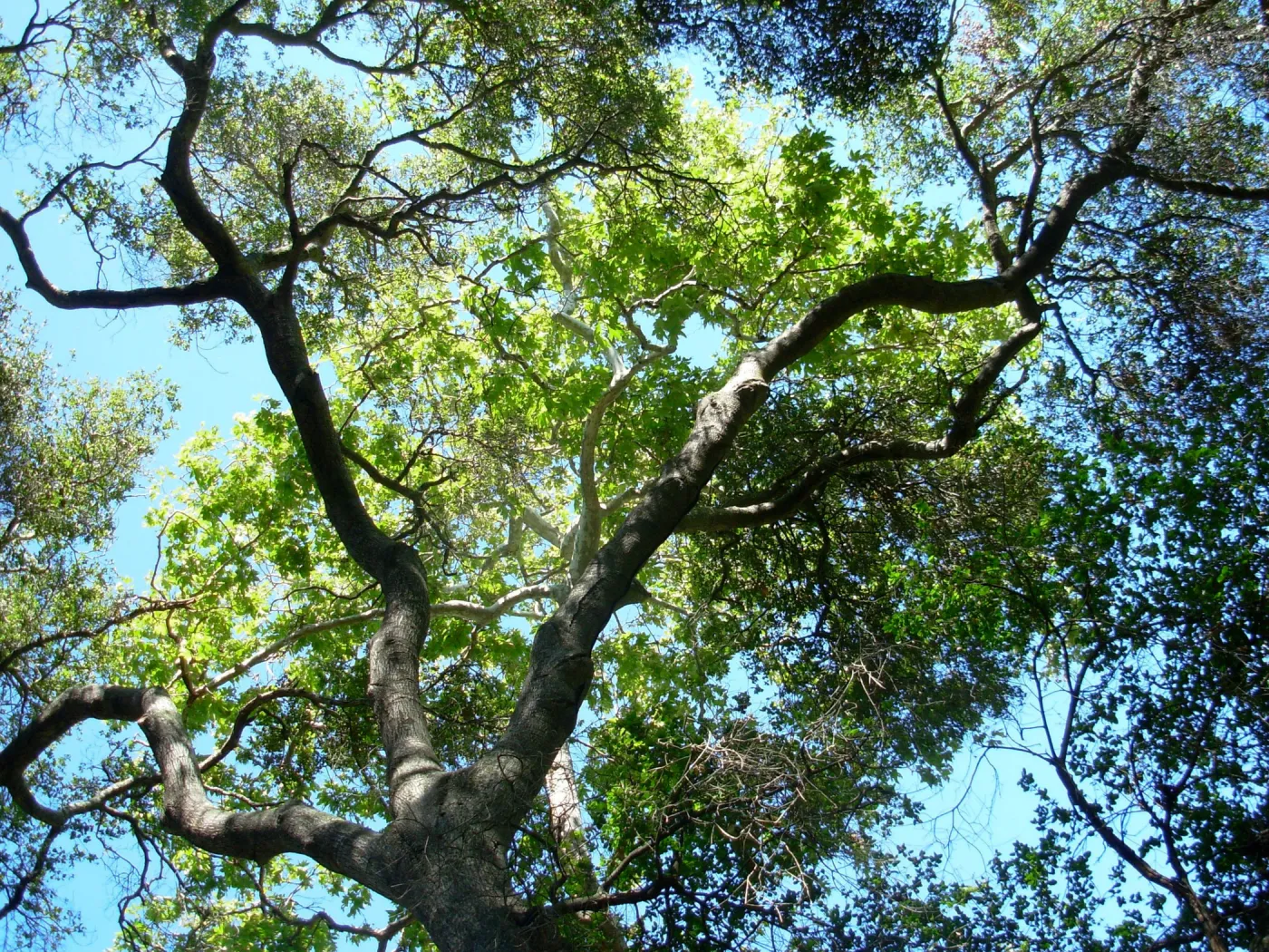 Quercus and Platanus racemosa, Live Oak and Sycamore, Campbell Trail, SBBG