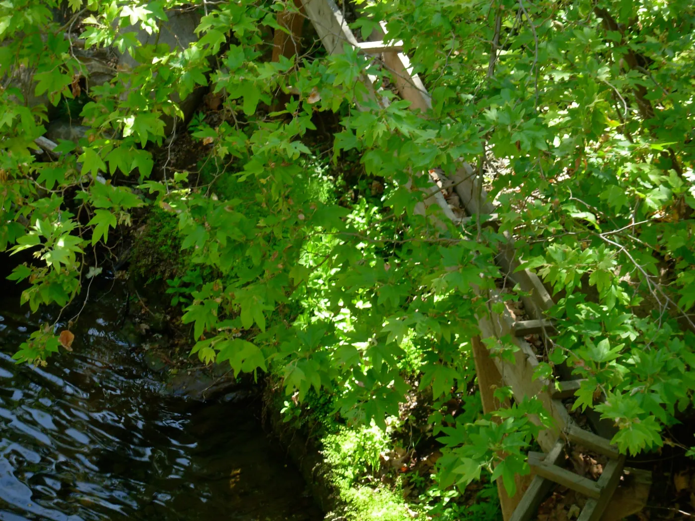 Platanus racemosa, Wooden Aqueduct, Mission Dam, SBBG