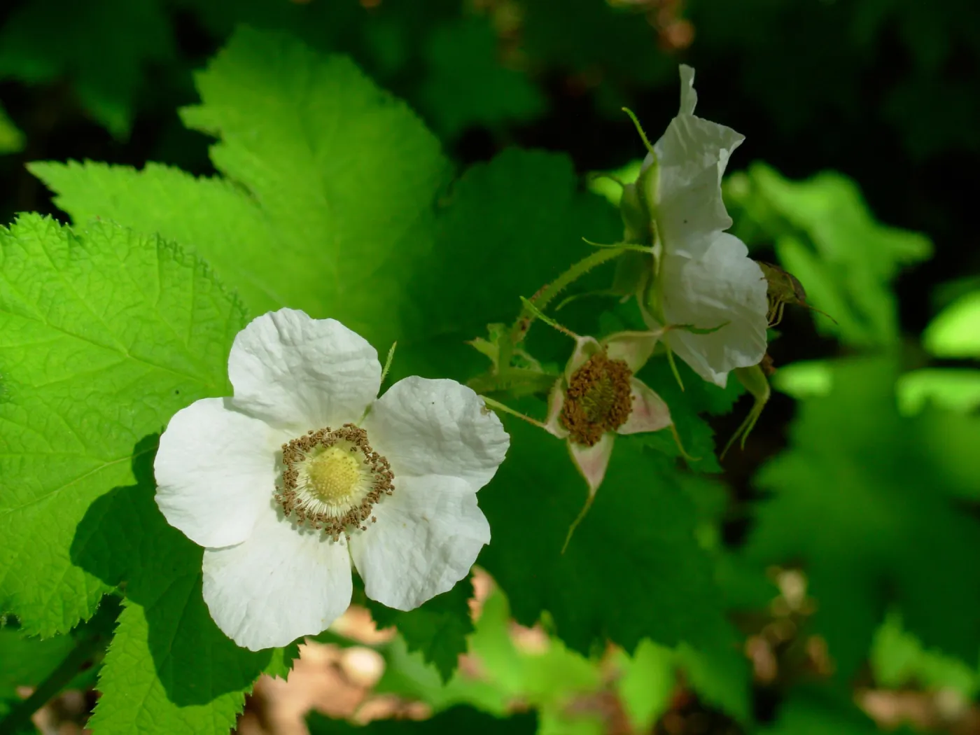 Rubus parviflorus, Redwood Section, SBBG