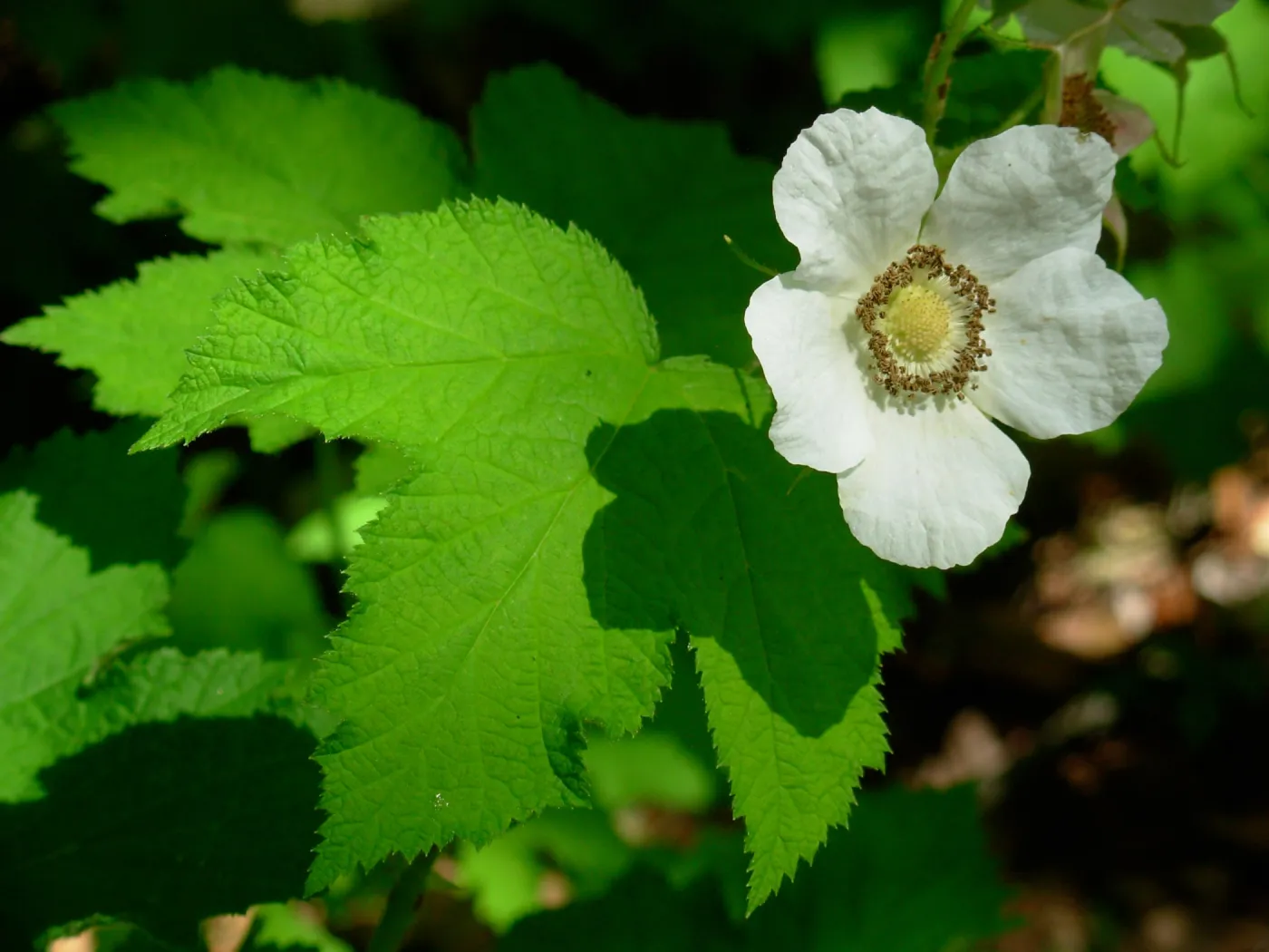 Rubus parviflorus, Redwood Section, SBBG