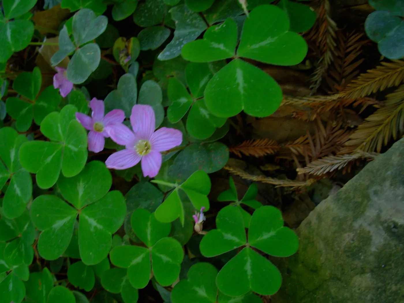 Oxalis oregana, Redwood Section, SBBG