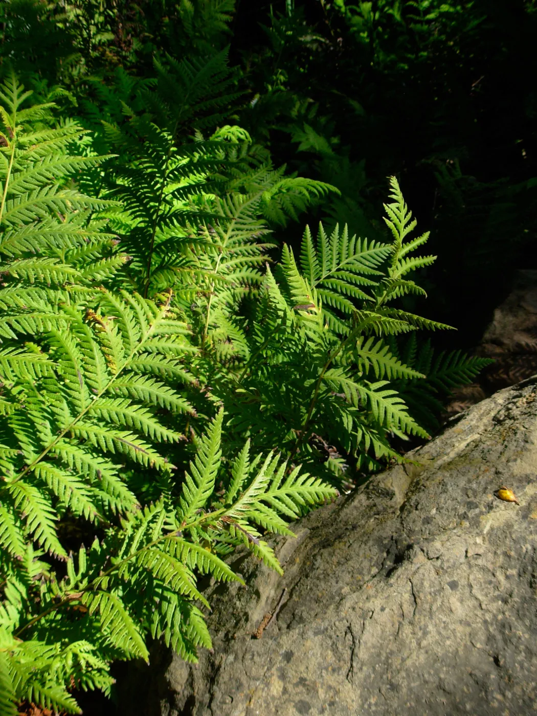 Woodwardia fimbriata, Meadow, SBBG