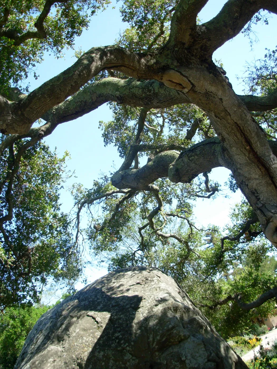Oak and Rock, Meadow Oaks, SBBG