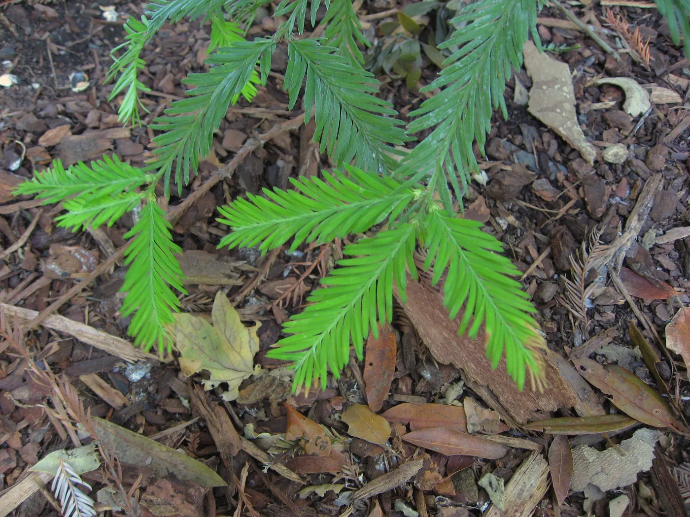 Redwood new growth, Redwood Section, SBBG (Coast Redwood)