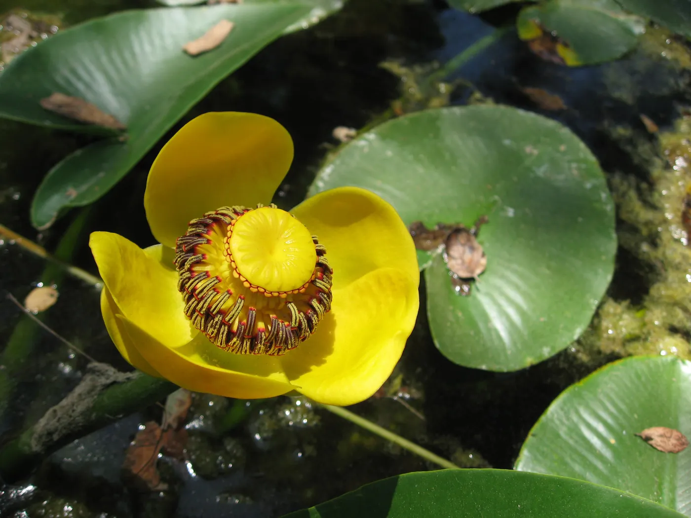 Nuphar polysepala, Meadow Pond, SBBG 