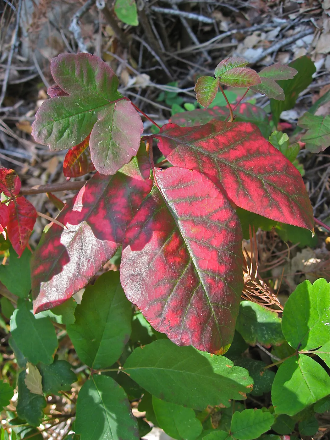 Toxicodendron diversilobum leaves, Poison Oak