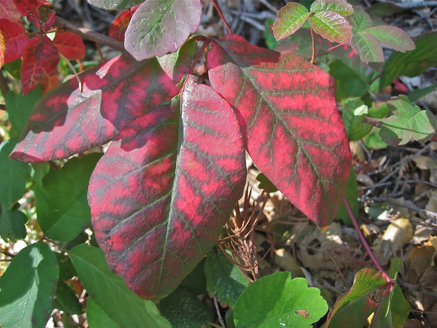 Toxicodendron diversilobum leaves, Poison Oak