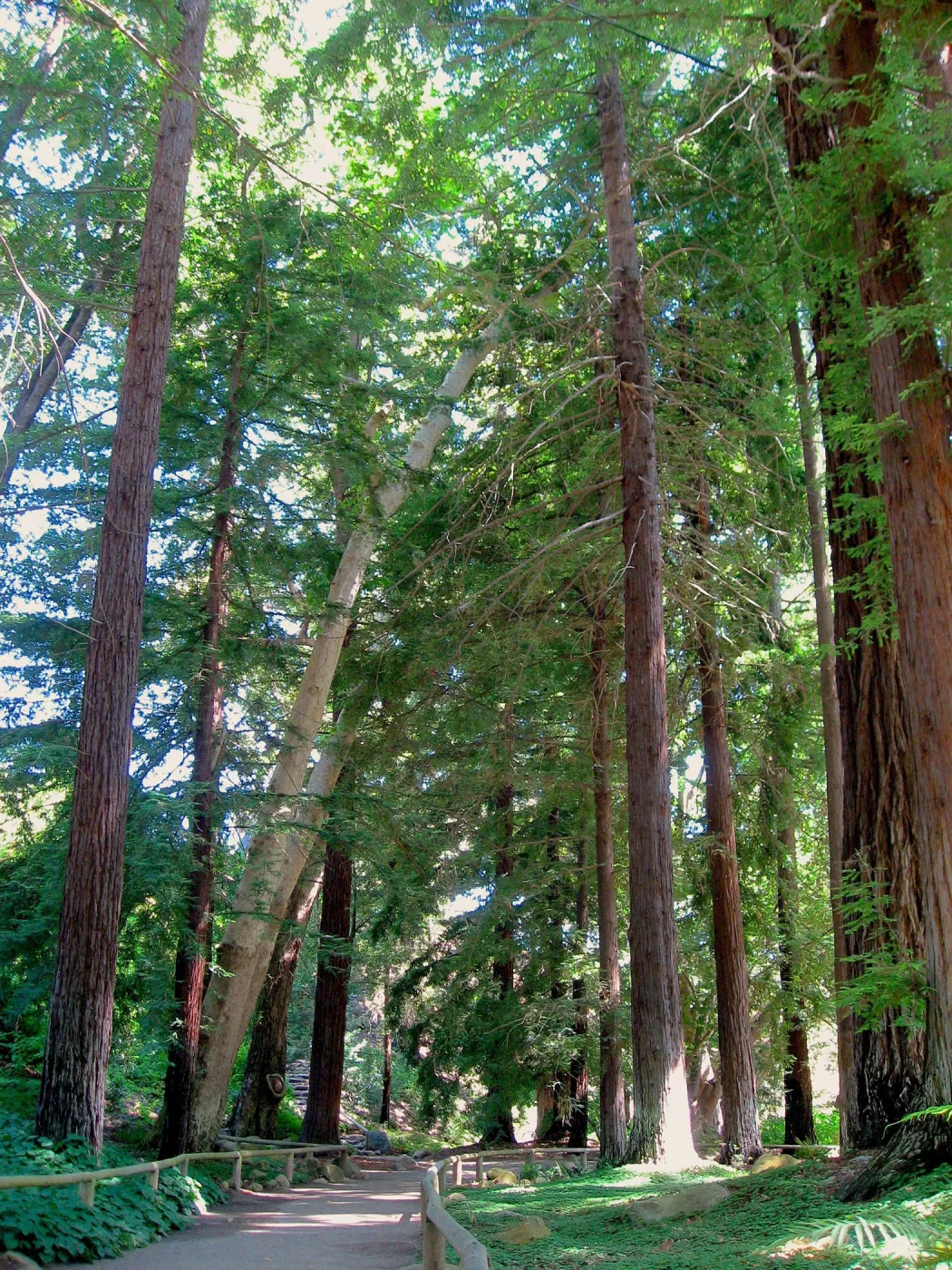 path through the Redwood Section