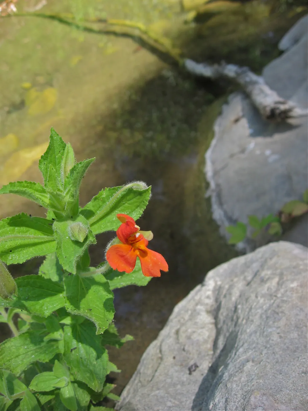 Mimulus cardinalis, Mission Creek, SBBG