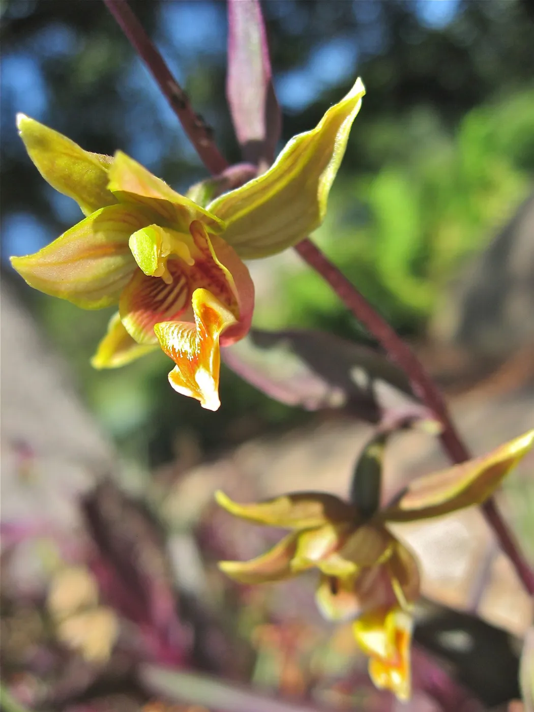 Epipactis gigantea, Orchid Display, SBBG
