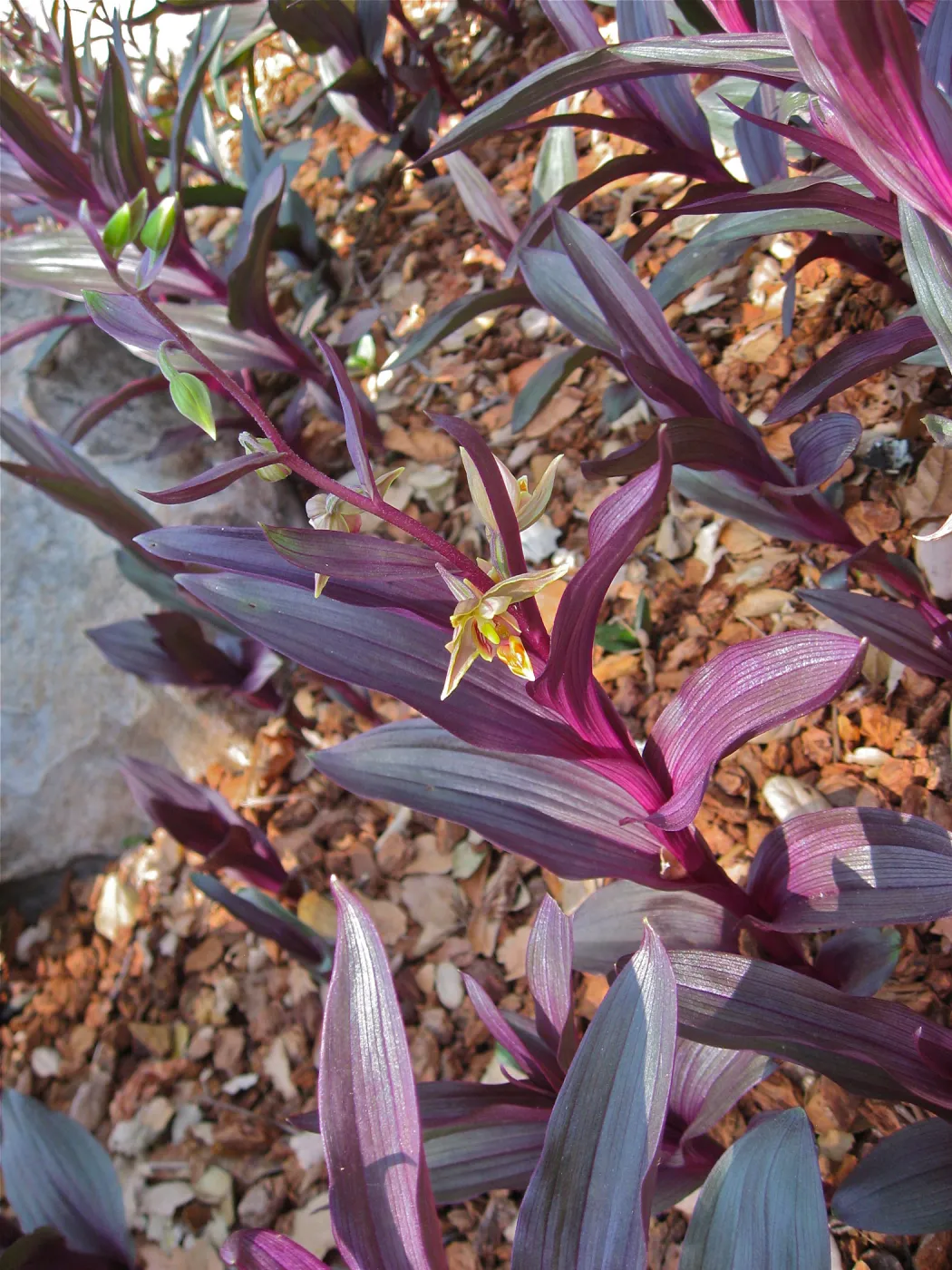 Epipactis gigantea, Orchid Display, SBBG