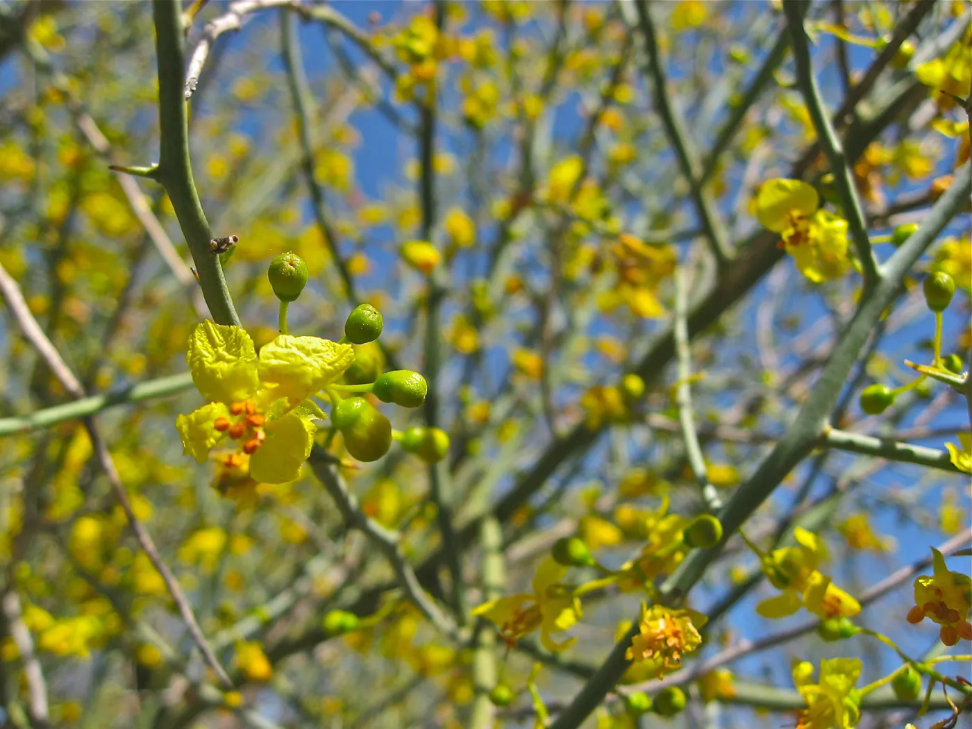Cercidium flordium