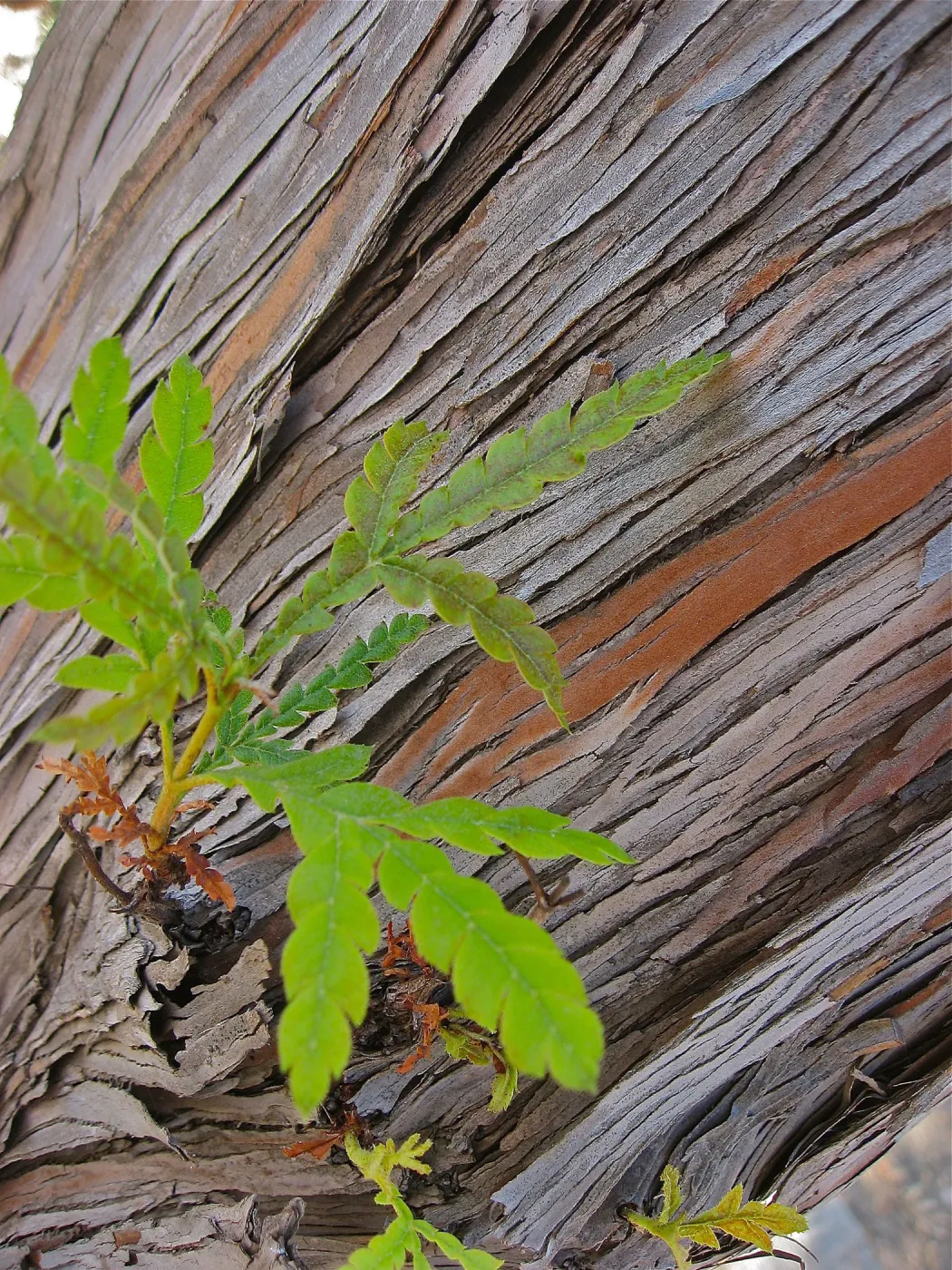 Lyonothamnus floribundus, Santa Cruz island Ironwood bark and leaves