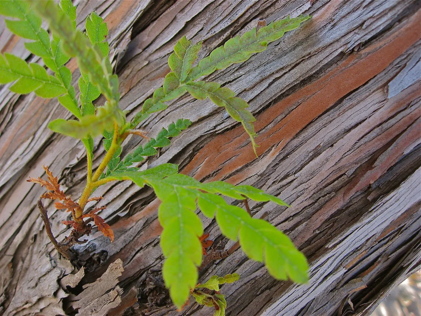 Lyonothamnus floribundus, Santa Cruz island Ironwood bark and leaves