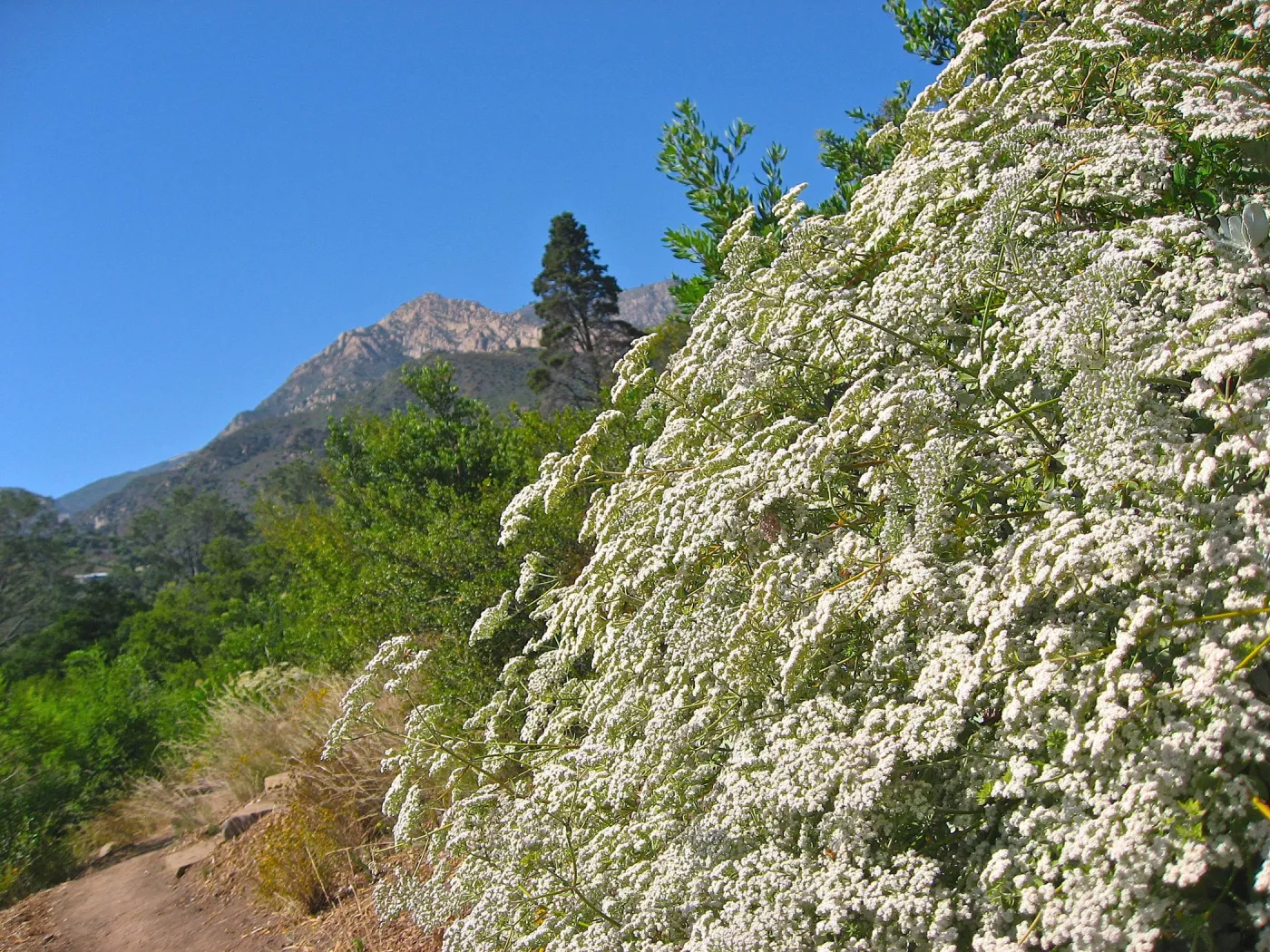 Eriogonum giganteum, La Cumbre Peak, PorterTrail
