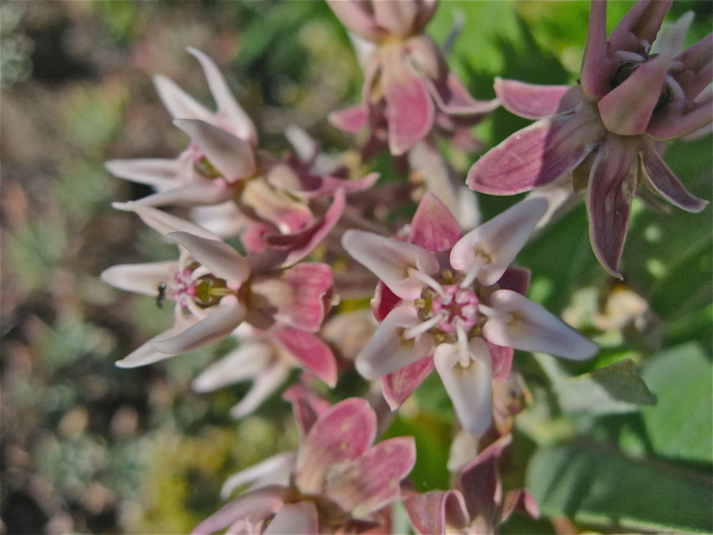 Asclepias sp.