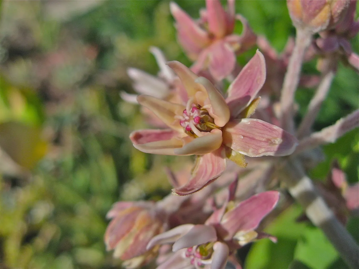 Asclepias sp.