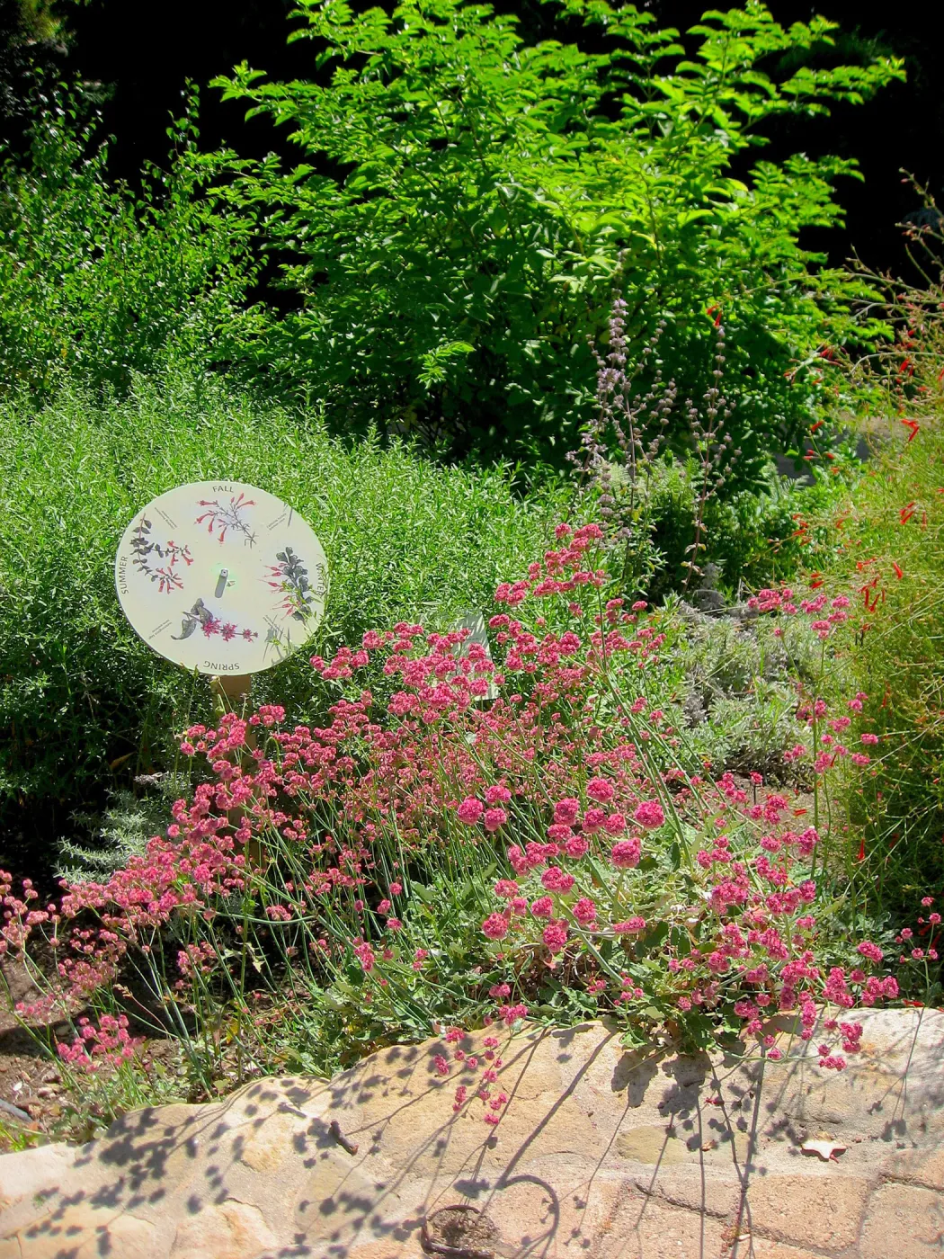 Eriogonum in bloom, pavered path, shadow, Discovery Garden