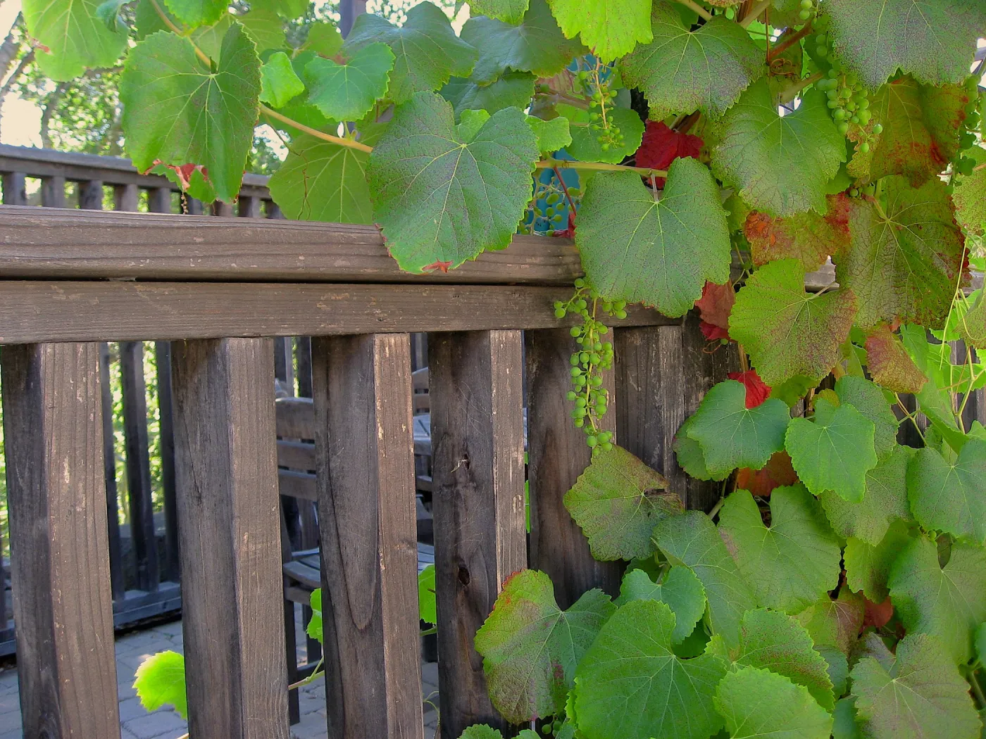 Grapes by the Arbor Terrace