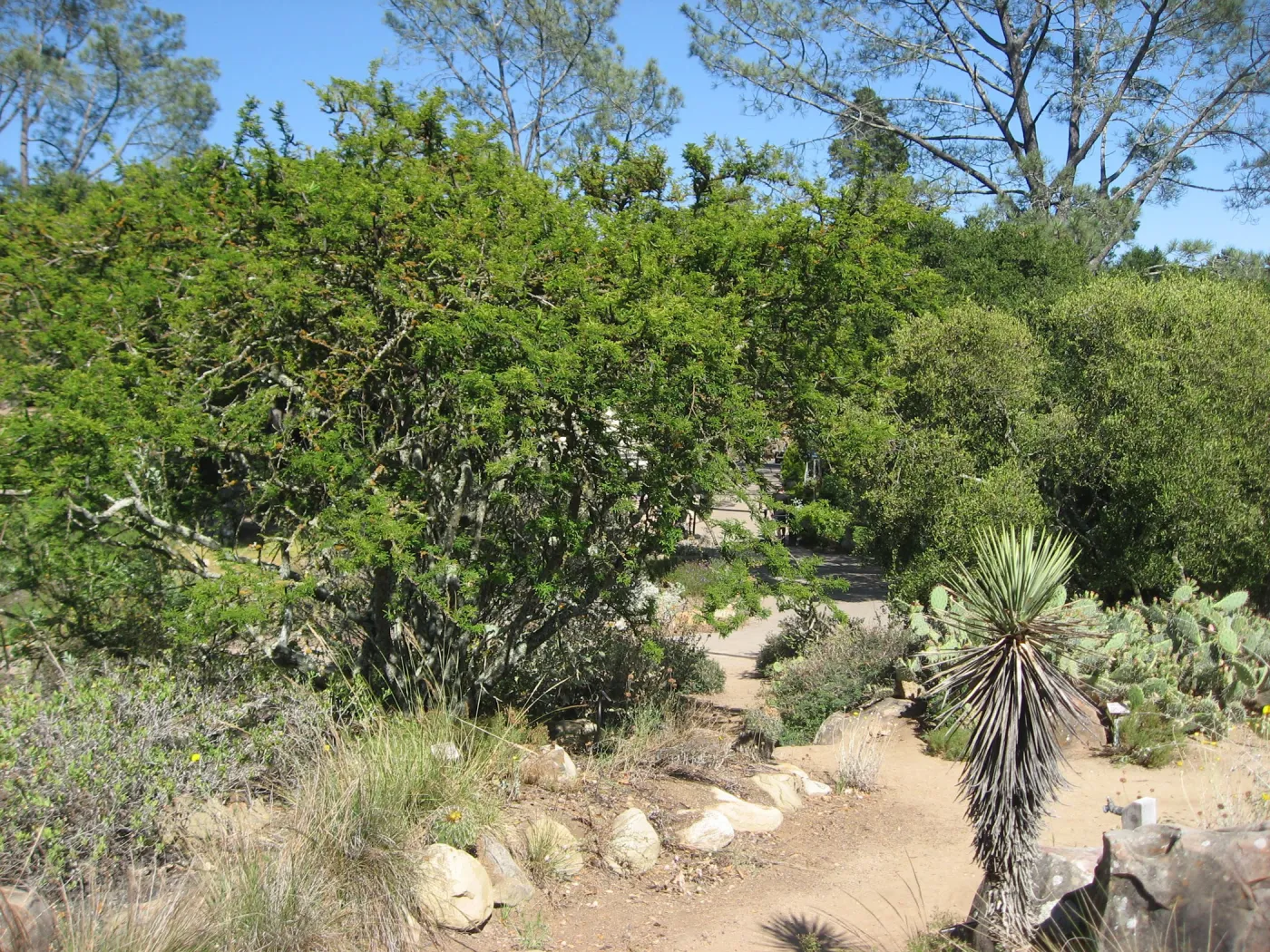 Desert Section
