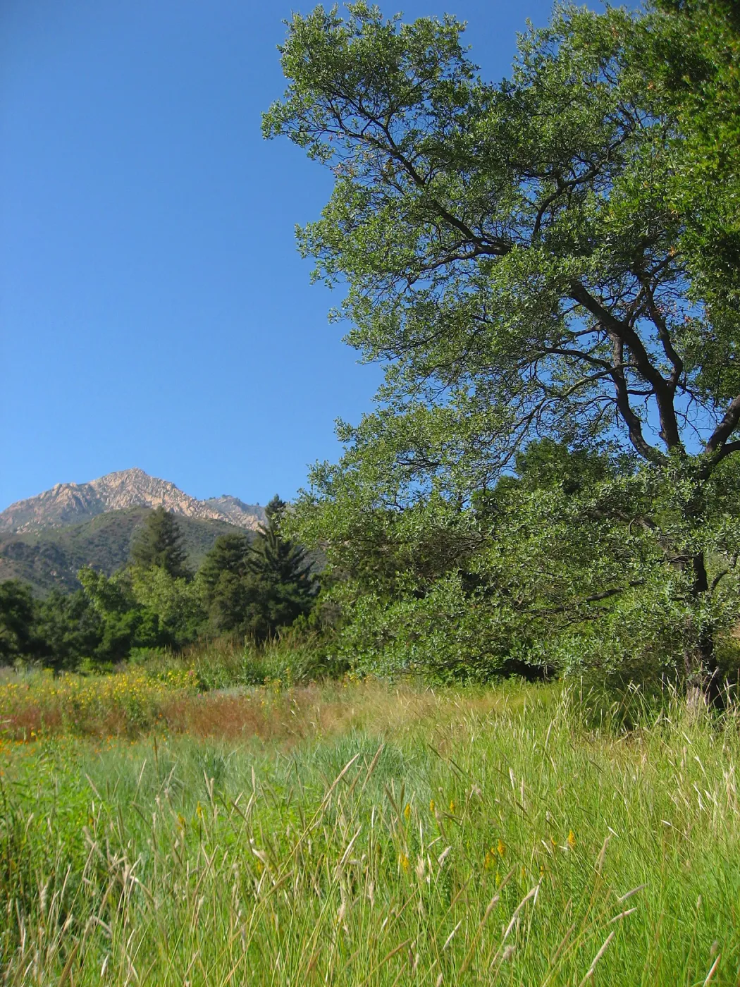 SBBG Meadow, view to La Cumbre Perak