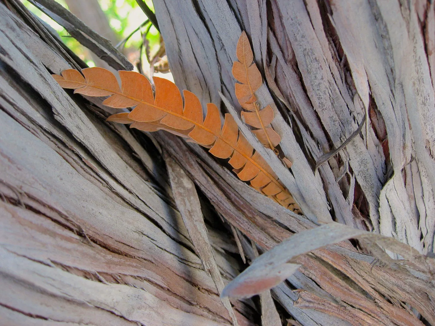 Ironwood bark and leaf, texture in the Garden