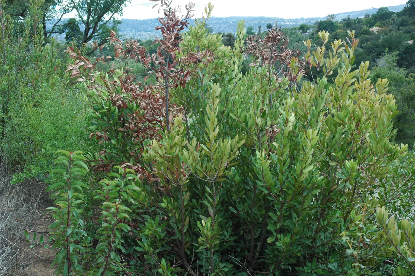 Heteromeles arbutifolia, dieback caused by Botryosphaeria