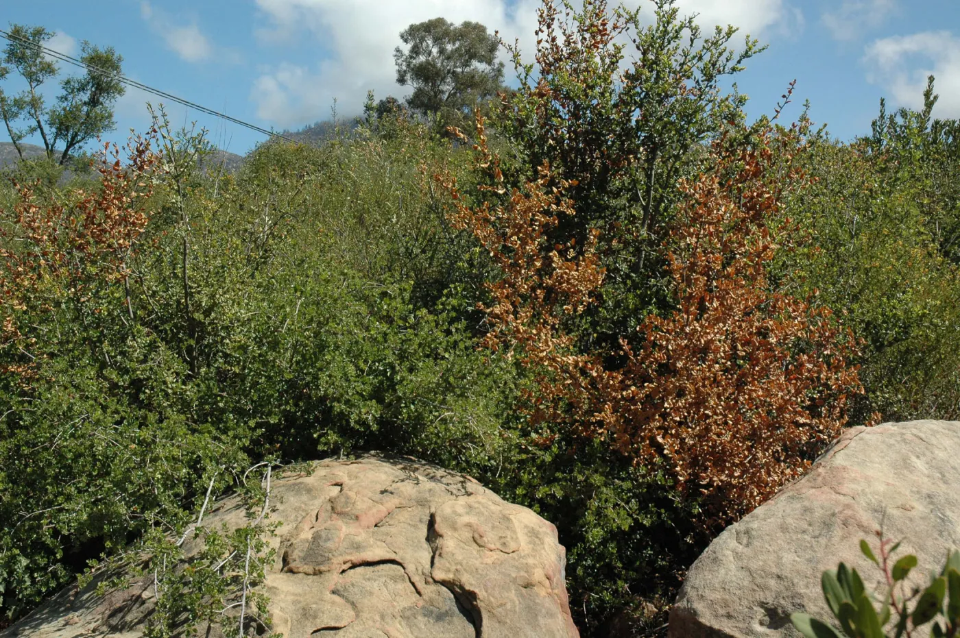 Quercus dumosa, dieback caused by Botryosphaeria