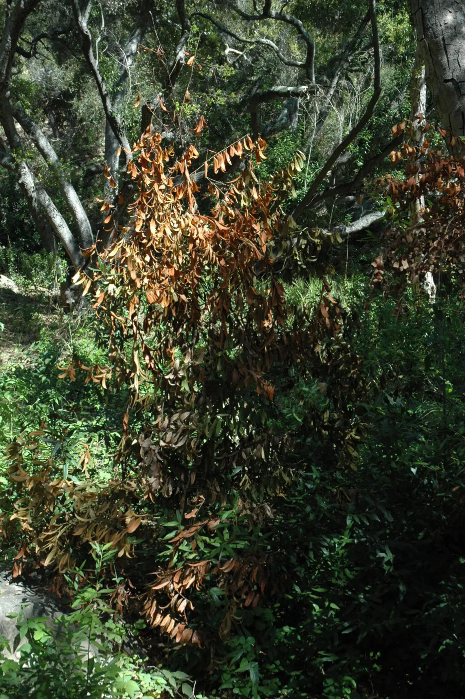 Umbellularia californica, dieback caused by Botryosphaeria
