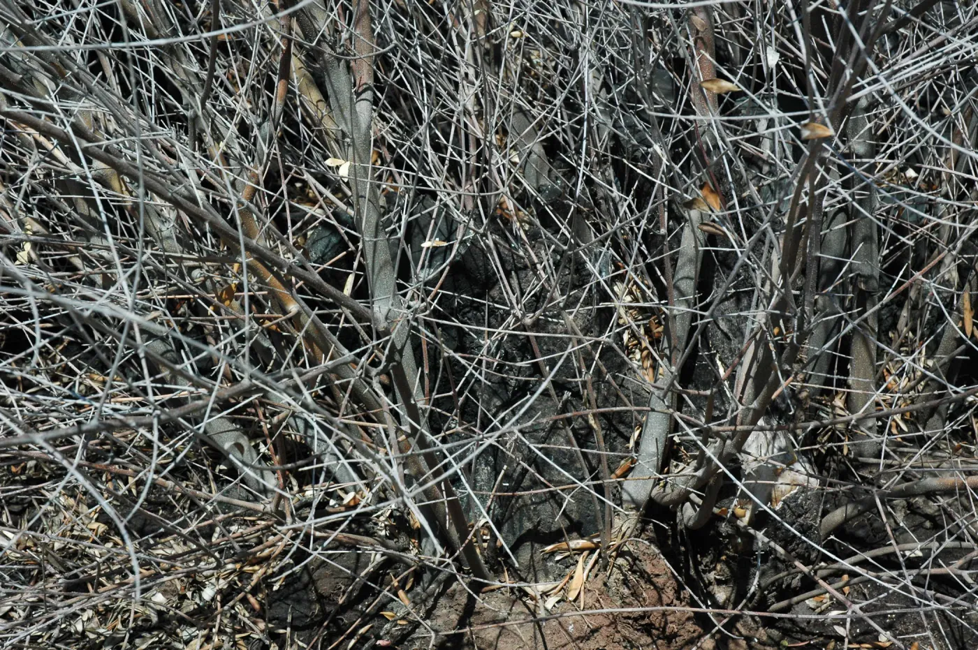 Olive treatment at Quercus dumosa site