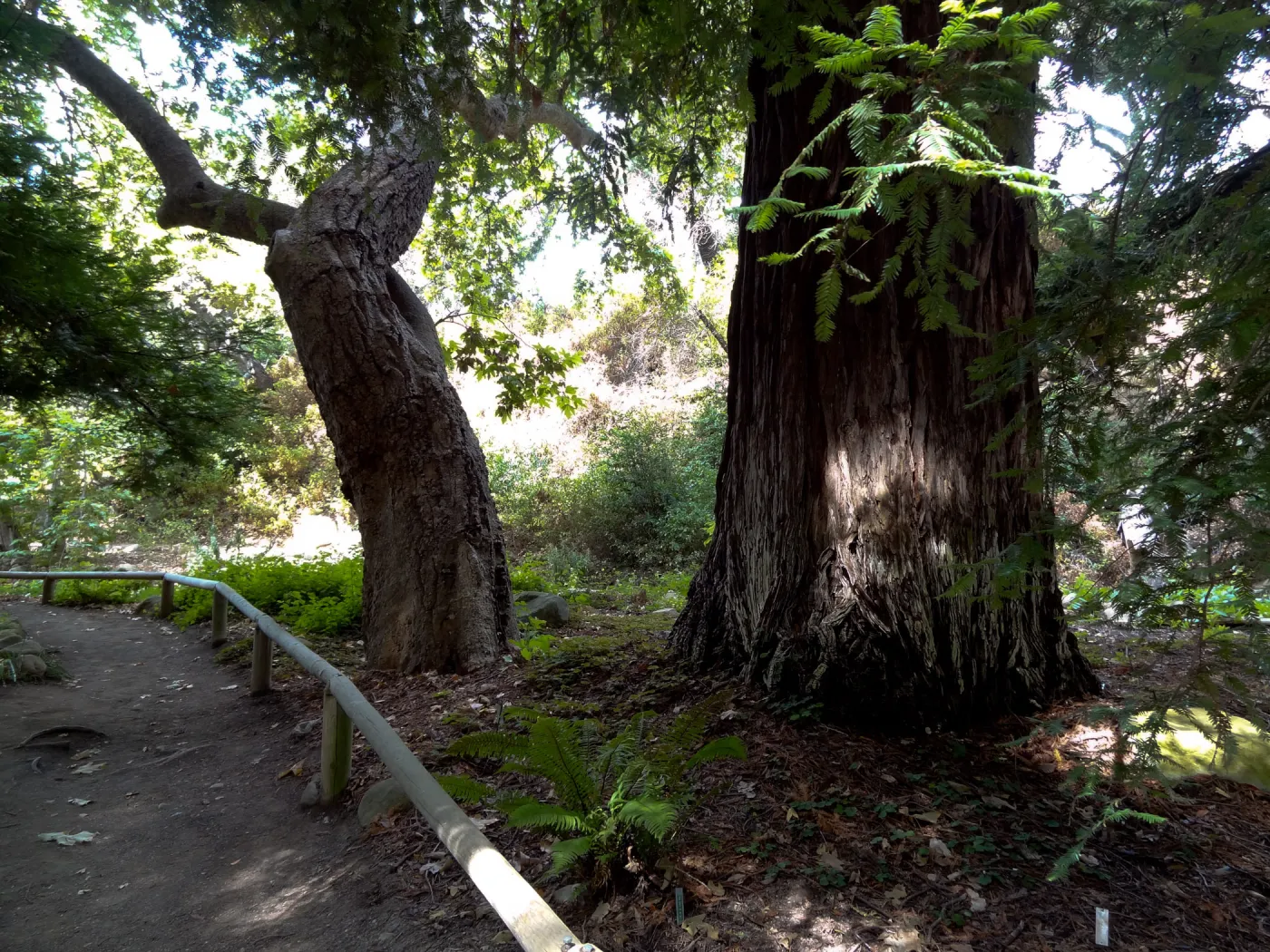 SBBG Redwood Section (Coast Redwood)