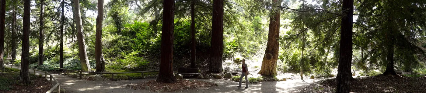 SBBG Redwood Section, panorama