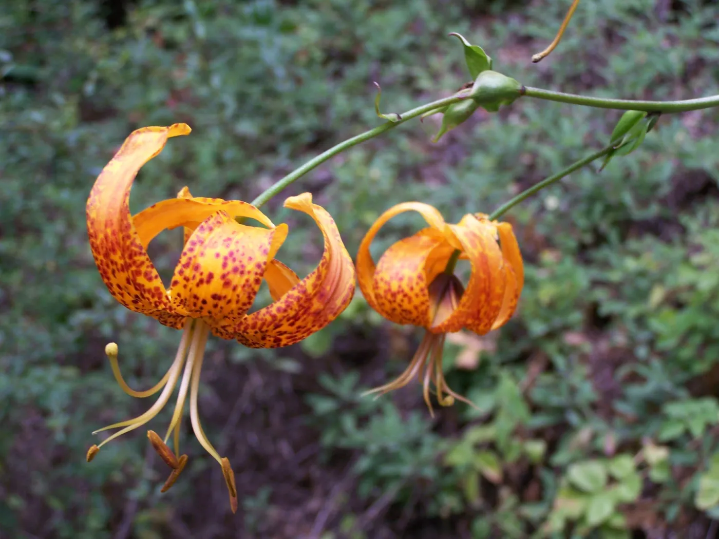 Humboldt lily flowers