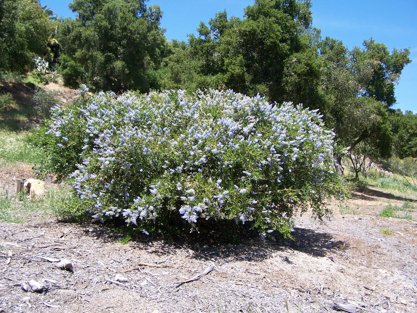 Ceanothus (California Lilac) in Tunnel Road & Mission Canyon Road triangle, SBBG