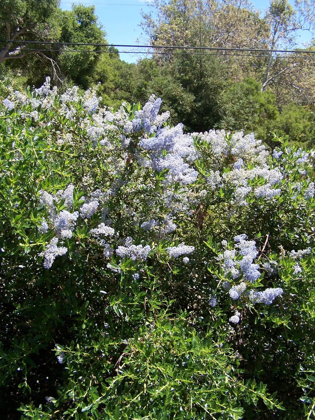 Ceanothus (California Lilac) in Tunnel Road & Mission Canyon Road triangle, SBBG